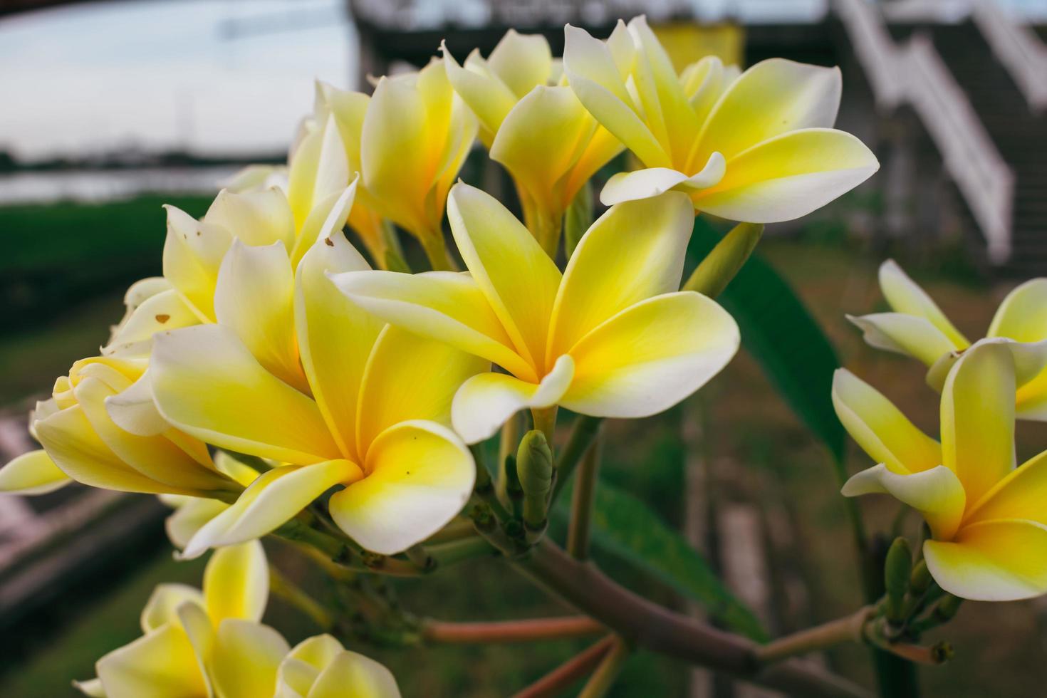 fechar acima branco e amarelo frangipani flores foto