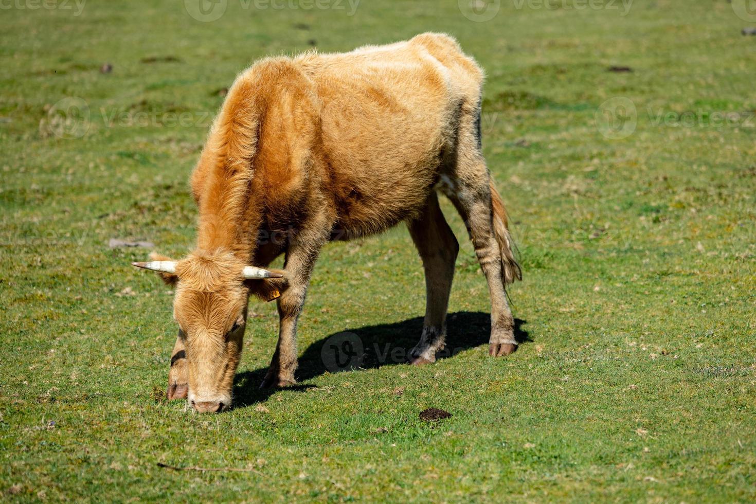 Castanho vacas pastar dentro uma Relva campo foto