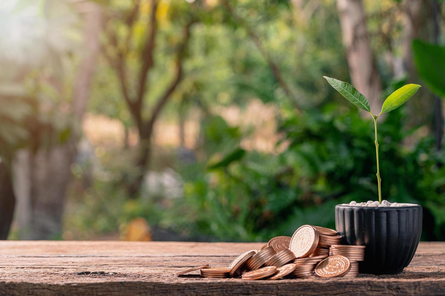 pilhas de moedas ao lado de um vaso de plantas em uma mesa de madeira foto