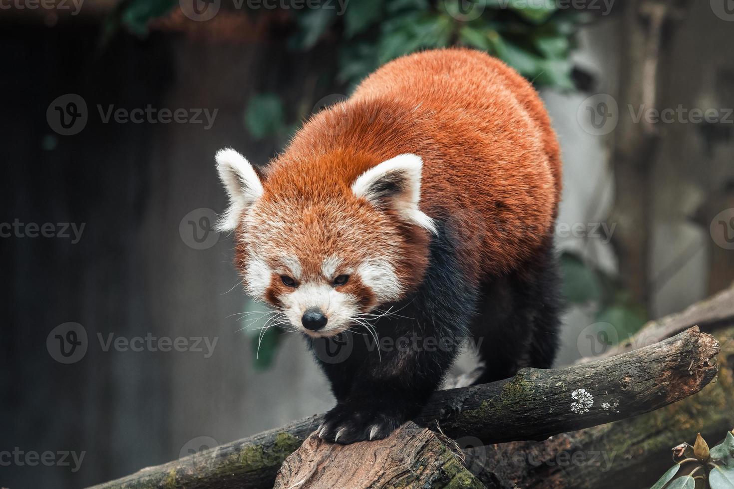 vermelho panda em uma árvore, Ailurus Fulgens foto
