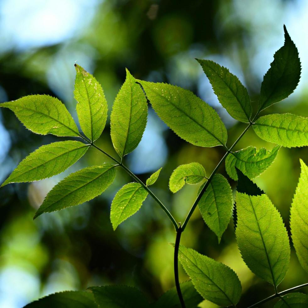 verde folhas e céu fundo foto