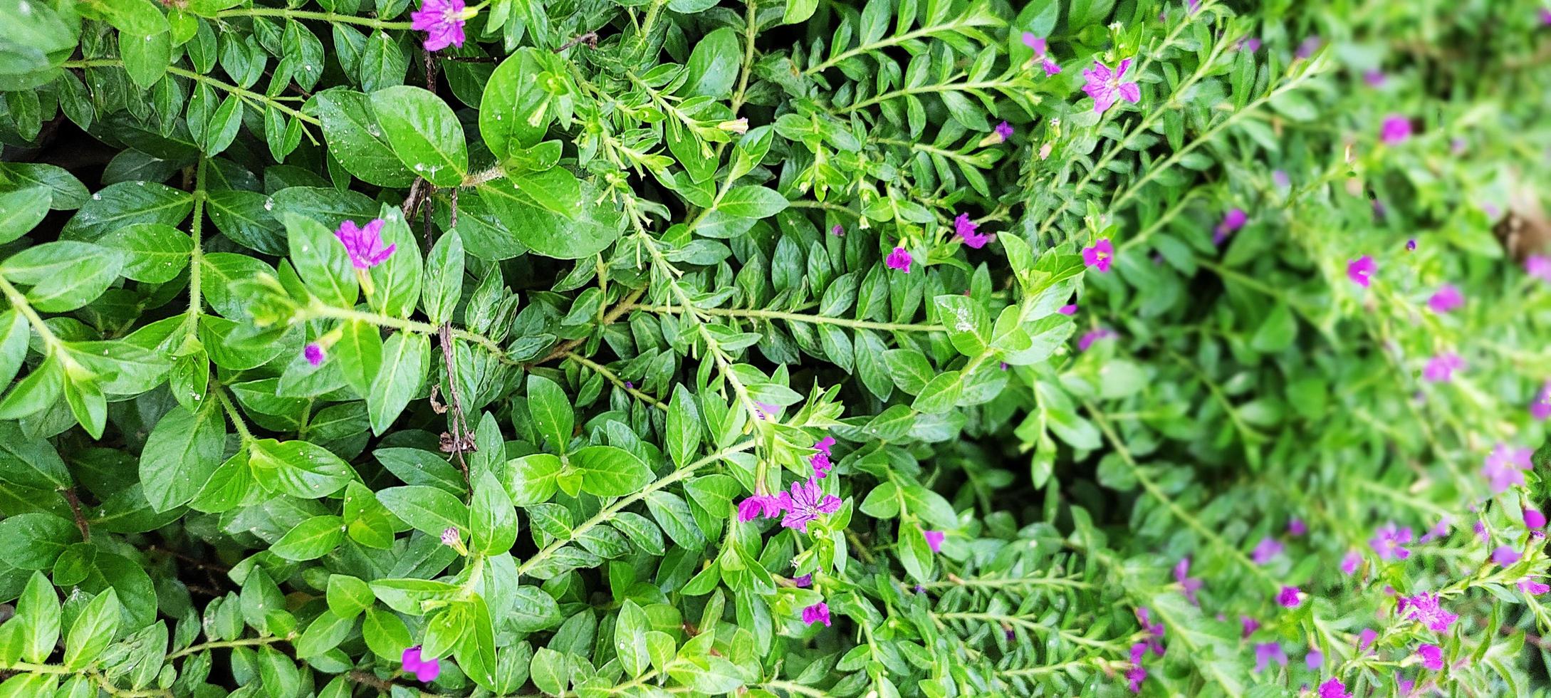 esqueço mim não flor livre foto