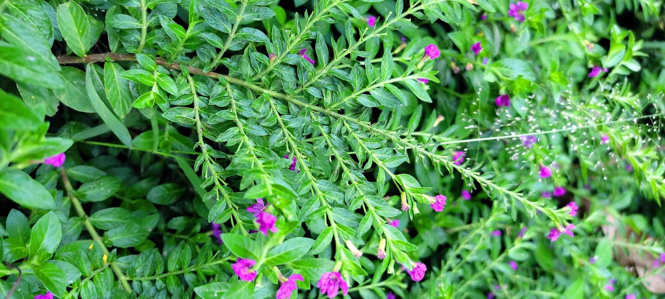 esqueço mim não flor livre foto