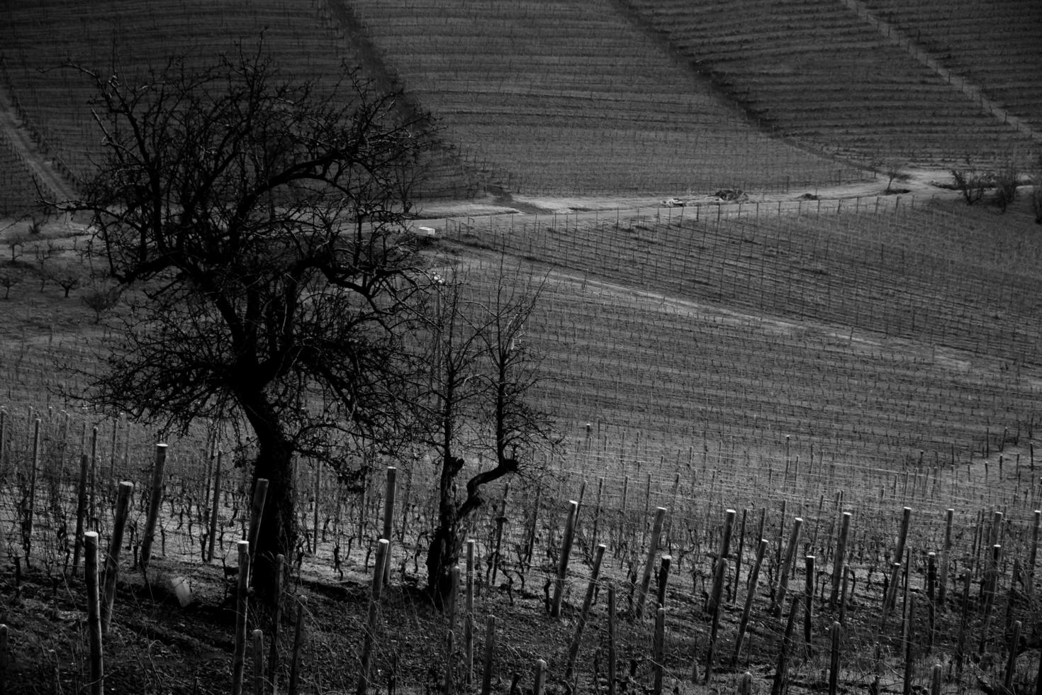 paisagens do a piemontês Langhe dentro Preto e branco. vinhas e colinas do Piemonte dentro a inverno do 2023 foto
