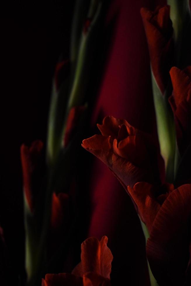 vermelho flor em vermelho fundo vertical foto