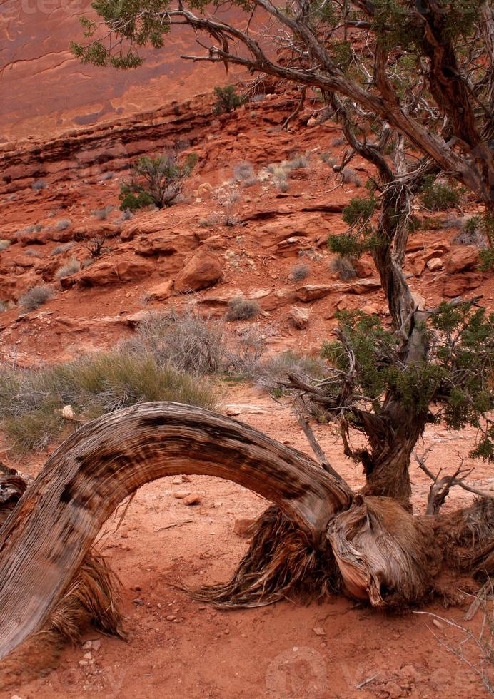 torcido zimbro árvore dentro arcos nacional parque foto