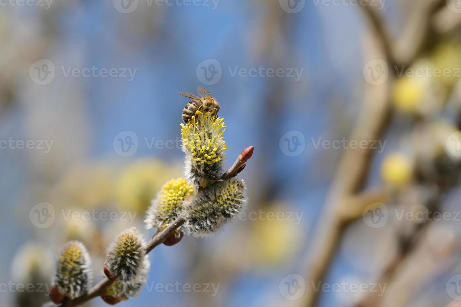 fechar acima do uma abelha em uma floração salgueiro ramo foto