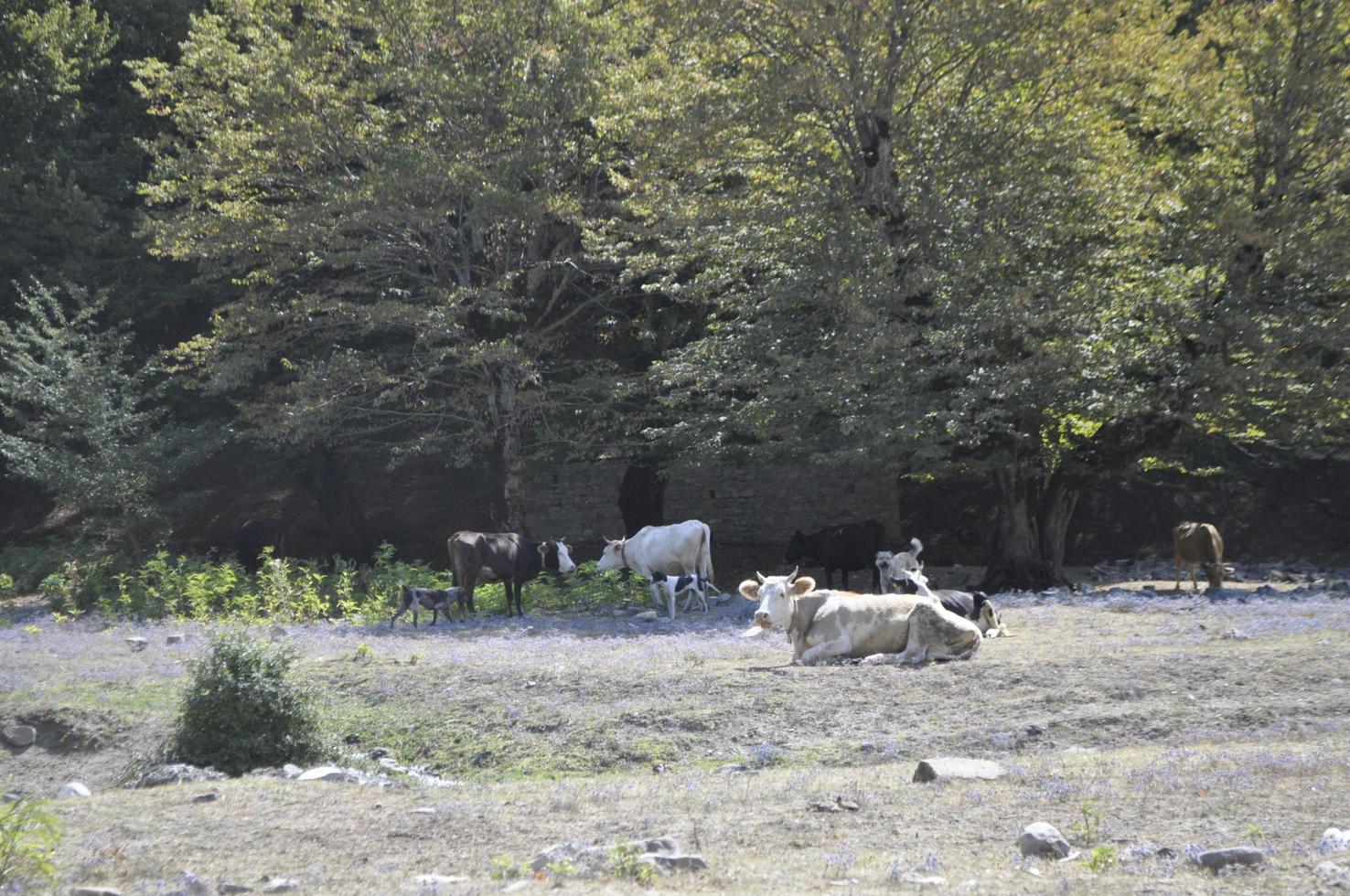 pastar vacas às a montanha topo uma sereno rural cena foto