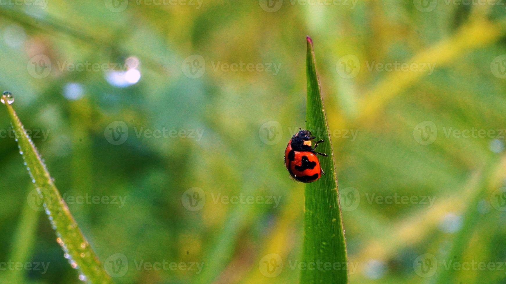 macro foto do joaninha em uma folha com bokeh fundo