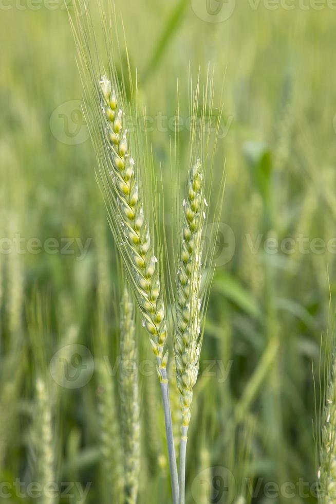 trigo Espinho com uma embaçado fundo dentro a campo. seletivo foco foto