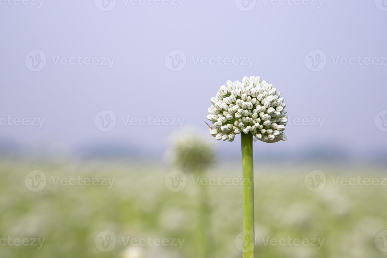lindo branco cebola flor com embaçado azul céu fundo natural visualizar. seletivo foco foto