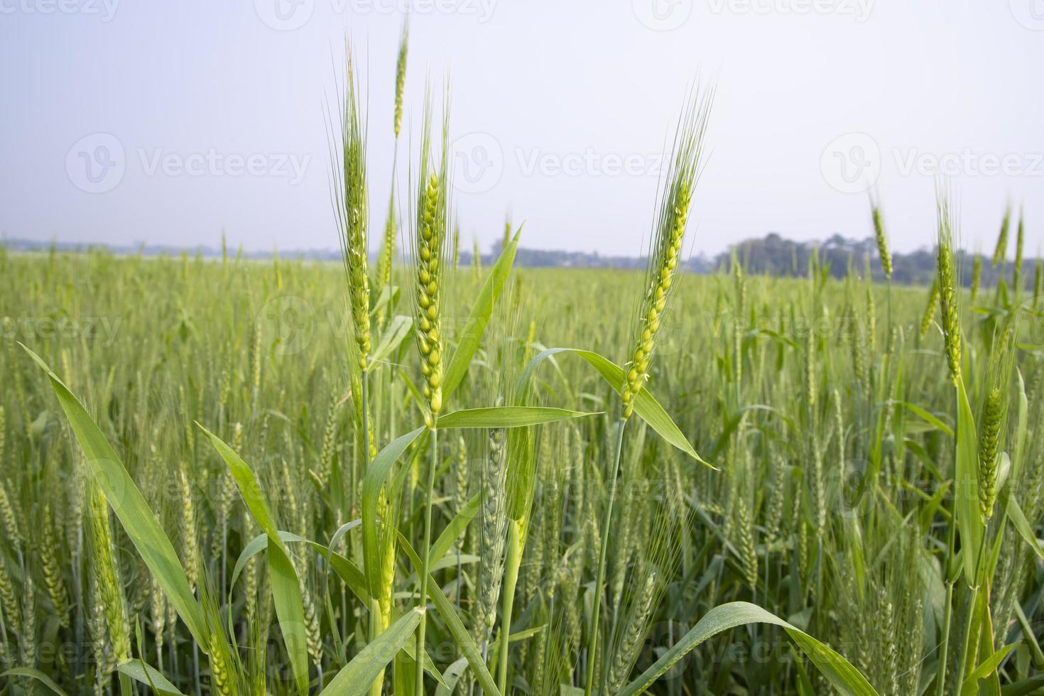 trigo Espinho com uma embaçado fundo dentro a campo. seletivo foco foto