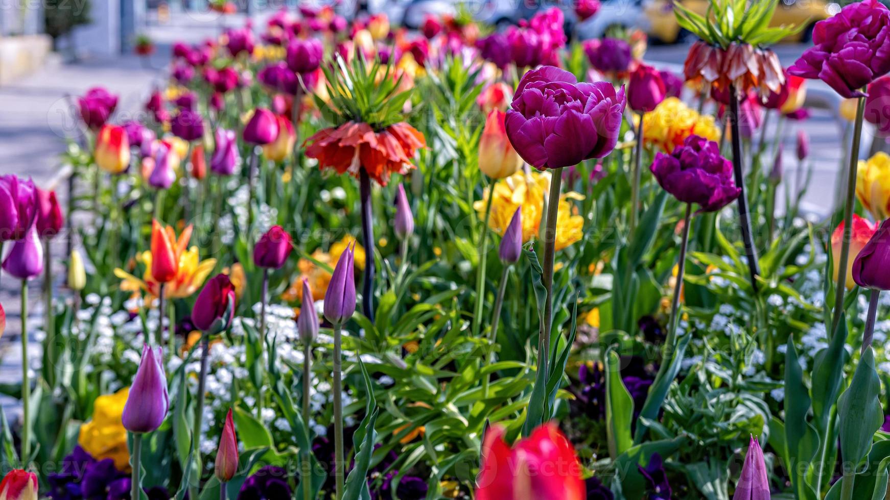 tulipas multicoloridas florescem no jardim durante os primeiros dias quentes da primavera foto