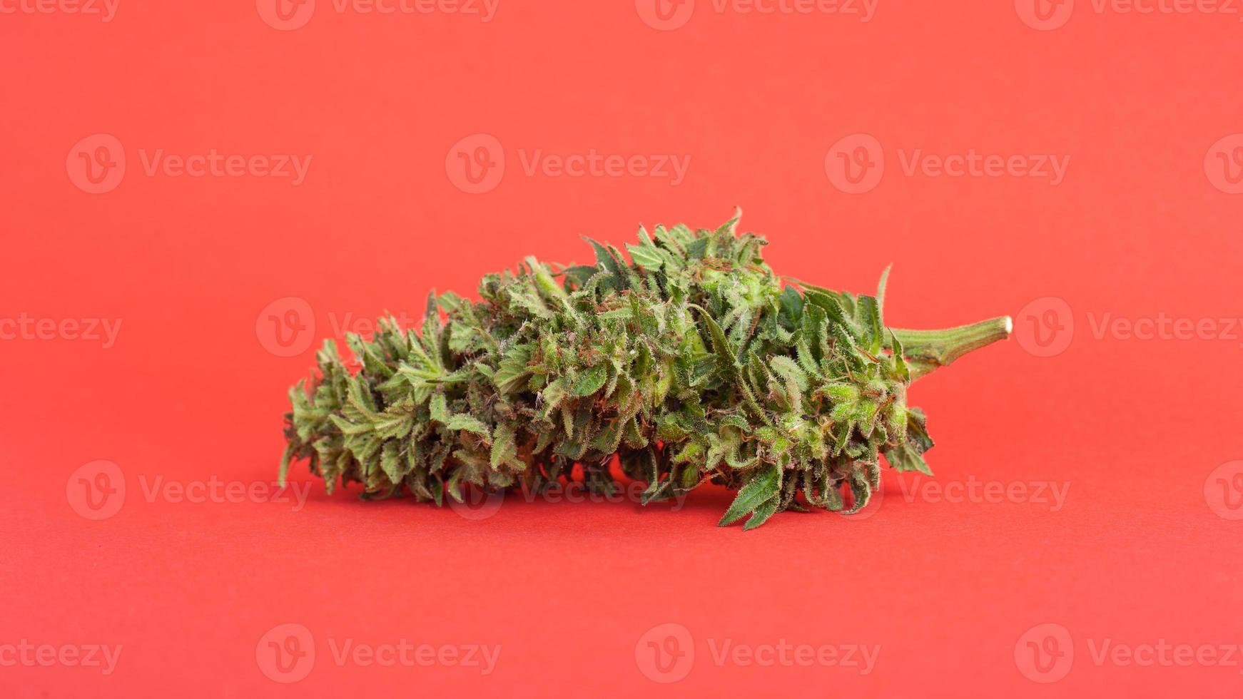 botão de cannabis em um fundo vermelho foto