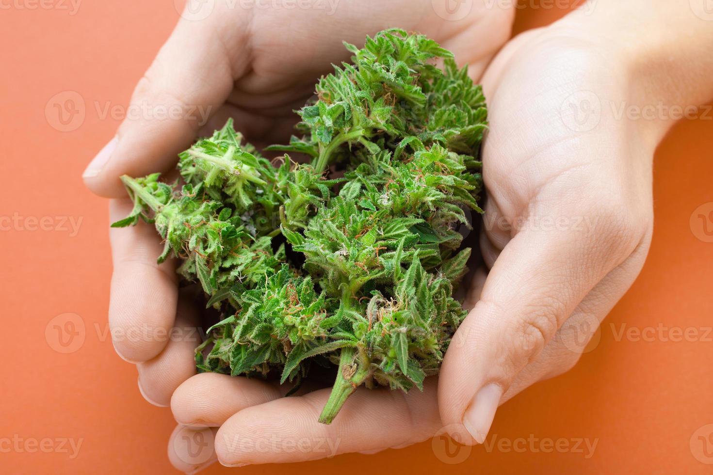 botões de cannabis nas mãos foto