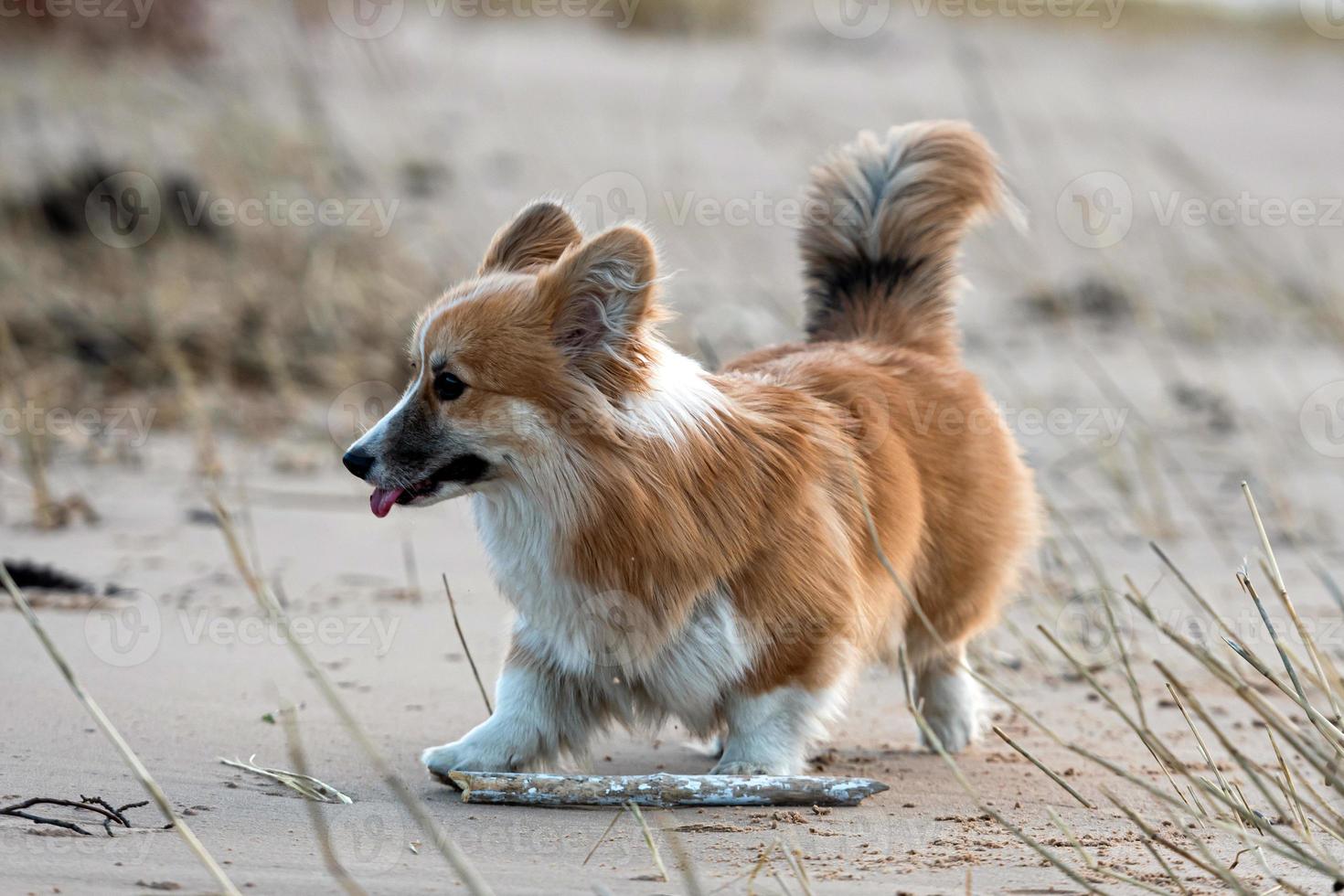 filhote de welsh corgi corre pela praia e brinca com um pedaço de pau foto