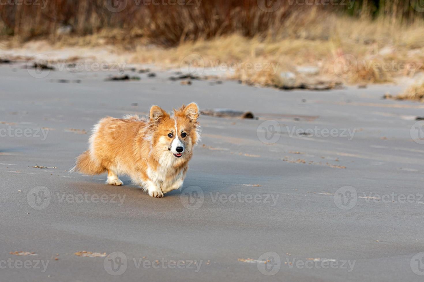 filhote de welsh corgi corre pela praia e brinca na areia foto