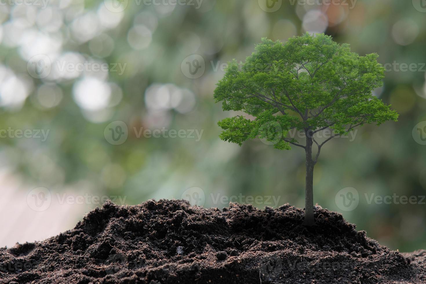 pequena árvore crescendo em fundo verde foto