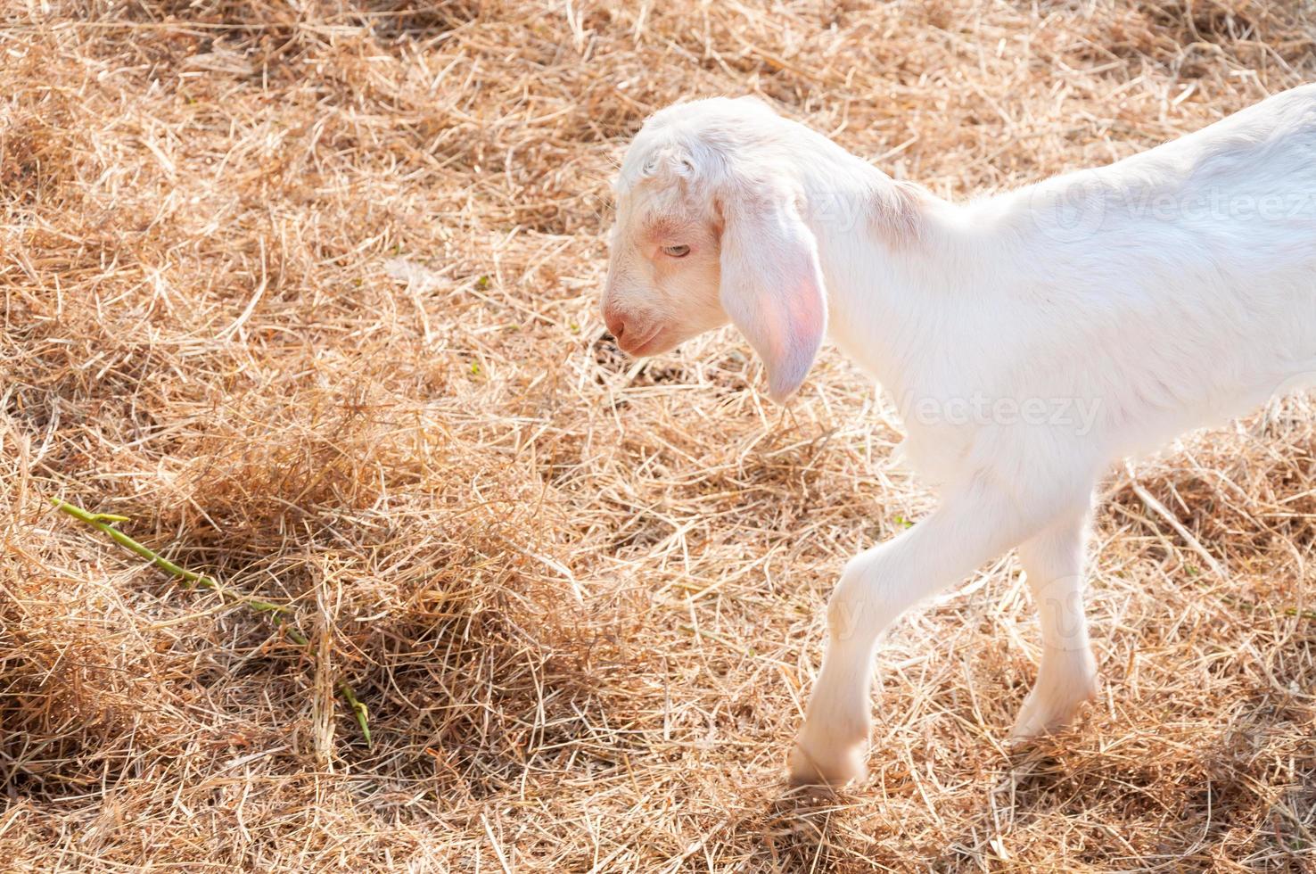 cabras brancas na fazenda, cabra bebê em uma fazenda foto