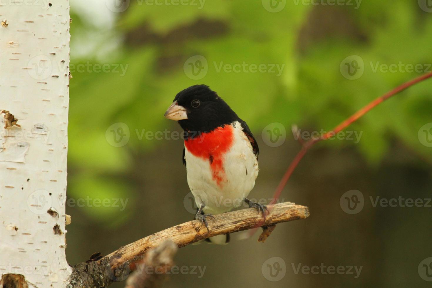 rosa peito grosbeak foto