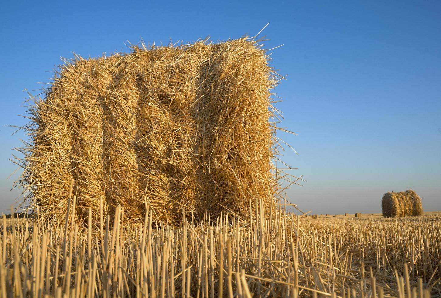 um fardo de palha de trigo em um campo agrícola foto