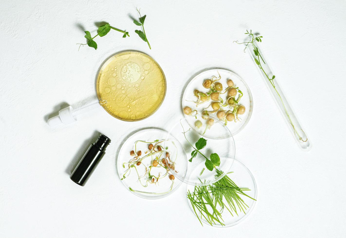 Plano de fundo de cosméticos para a pele de placas de Petri e tubos cosméticos com fitoterápicos com sementes germinadas de ervilhas, lentilhas e grãos de trigo foto