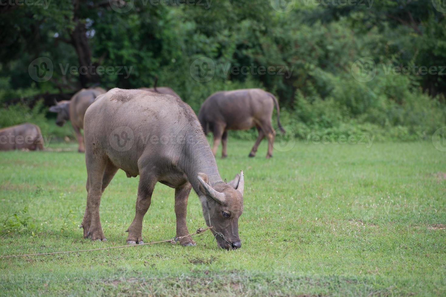 búfalos dentro campo, Tailândia 3 foto