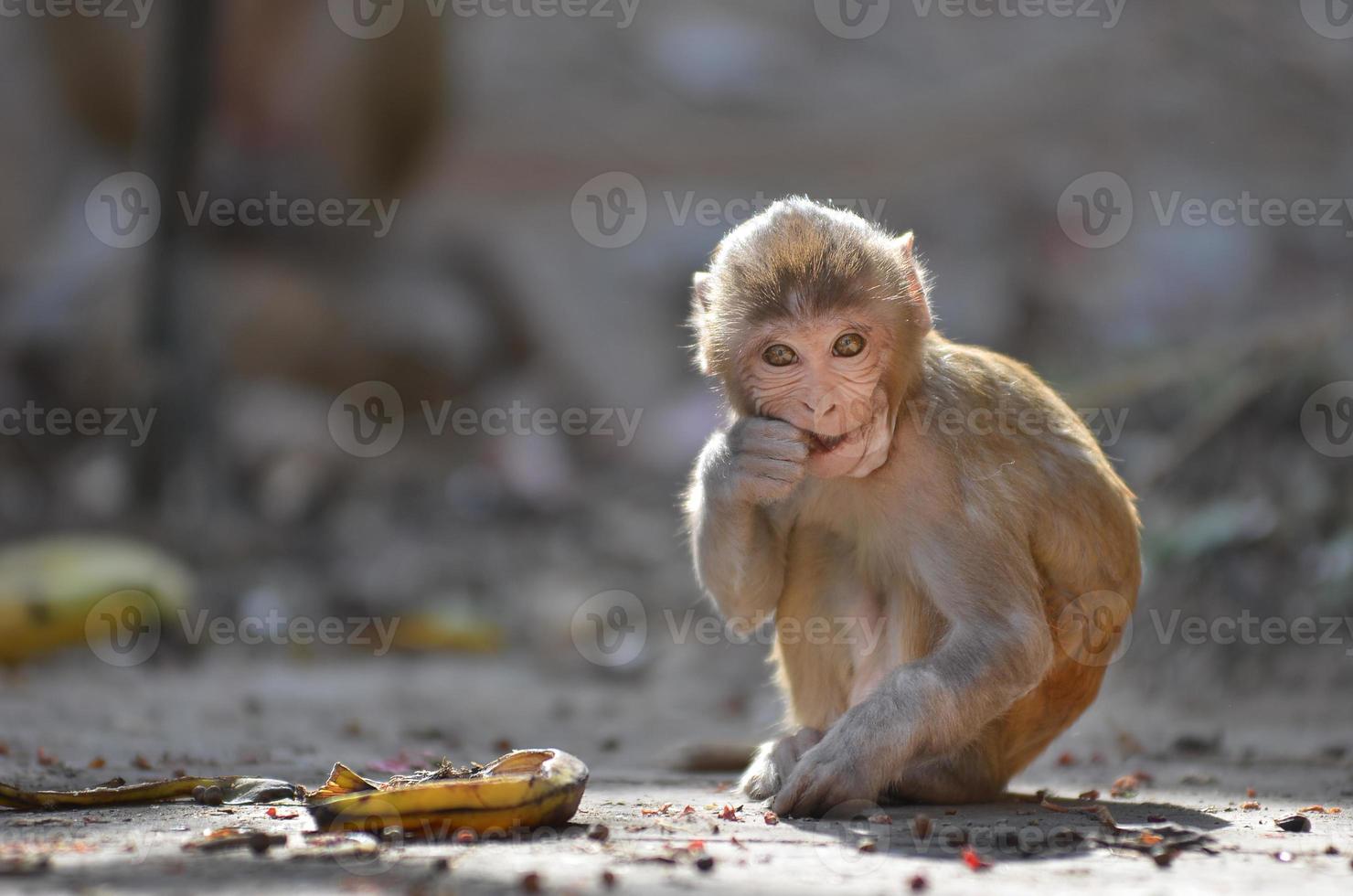 adorável macaco é comendo banana foto