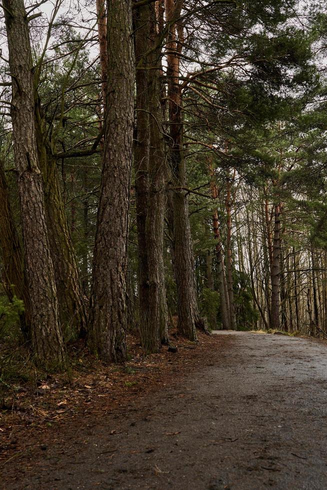 uma estrada em uma floresta em um dia nublado durante a primavera foto