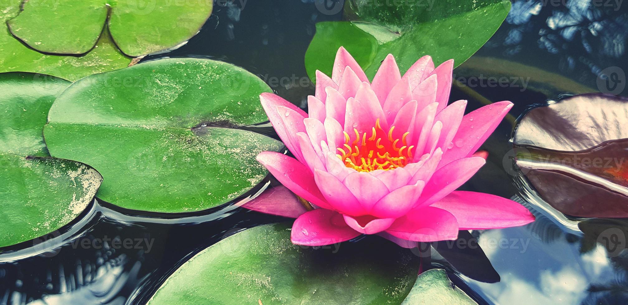 lindo Rosa lótus florescendo com verde folhas em água às jardim parque com cópia de espaço. beleza do natureza e suave flor conceito. água lilly dentro vintage tom. foto