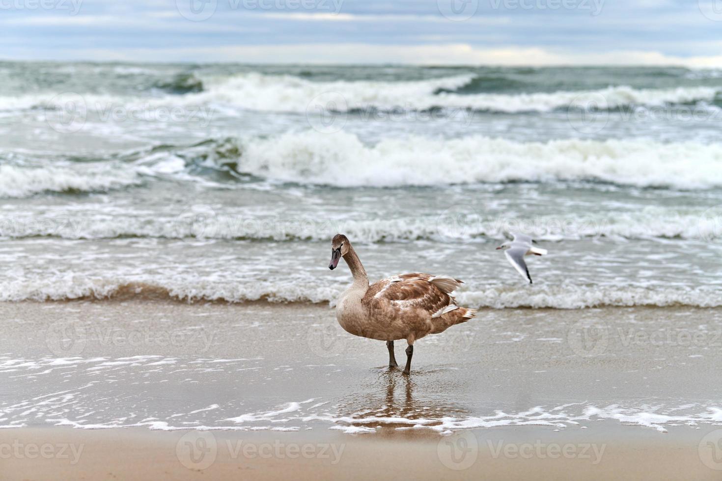 jovem cisne marrom caminhando pelo mar Báltico, close-up foto