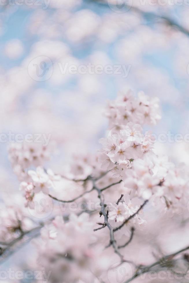 japonês sakura cereja flores contra azul céu foto