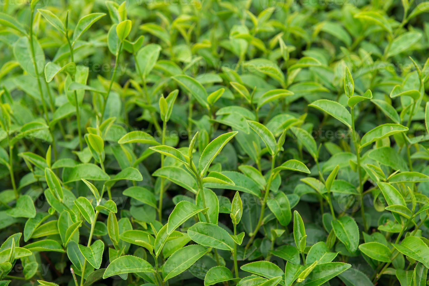 chá plantação dentro a montanha dentro Tailândia foto