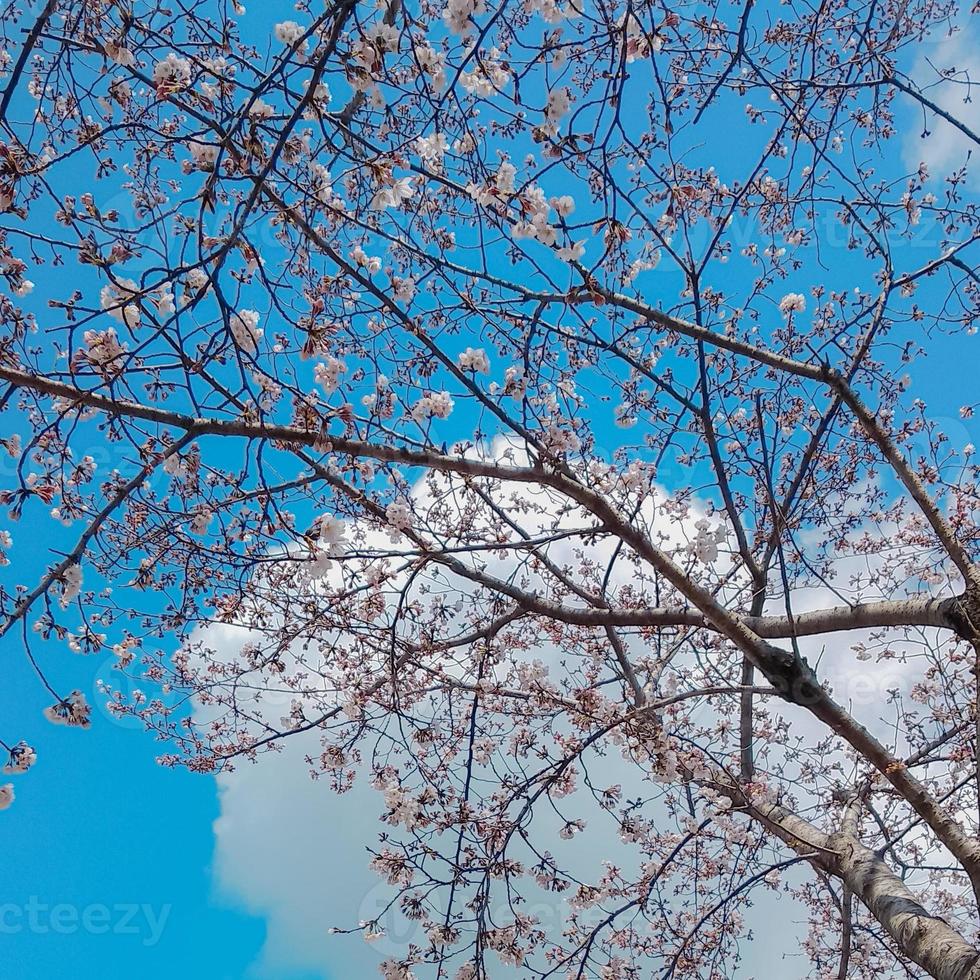 sakura cereja Flor galhos contra azul céu dentro Japão foto