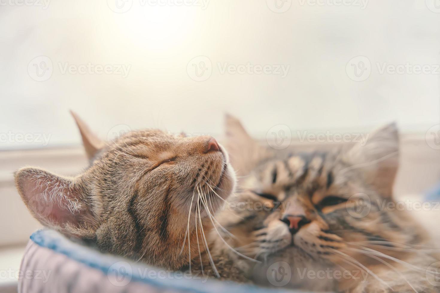 dois gatos dormindo em uma cesta foto