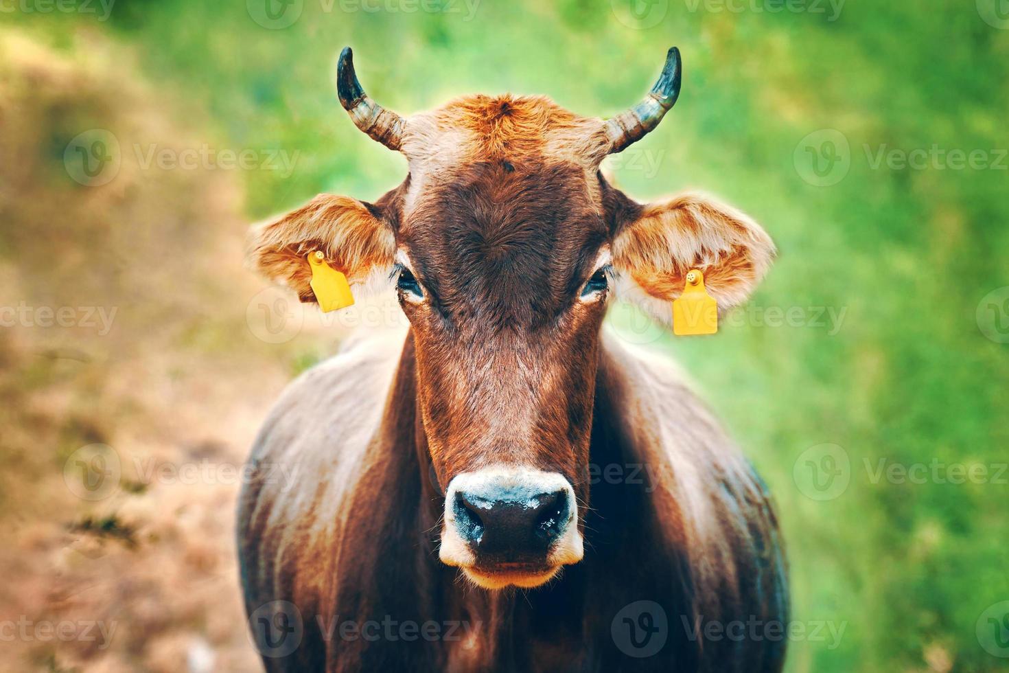 retrato de um touro foto