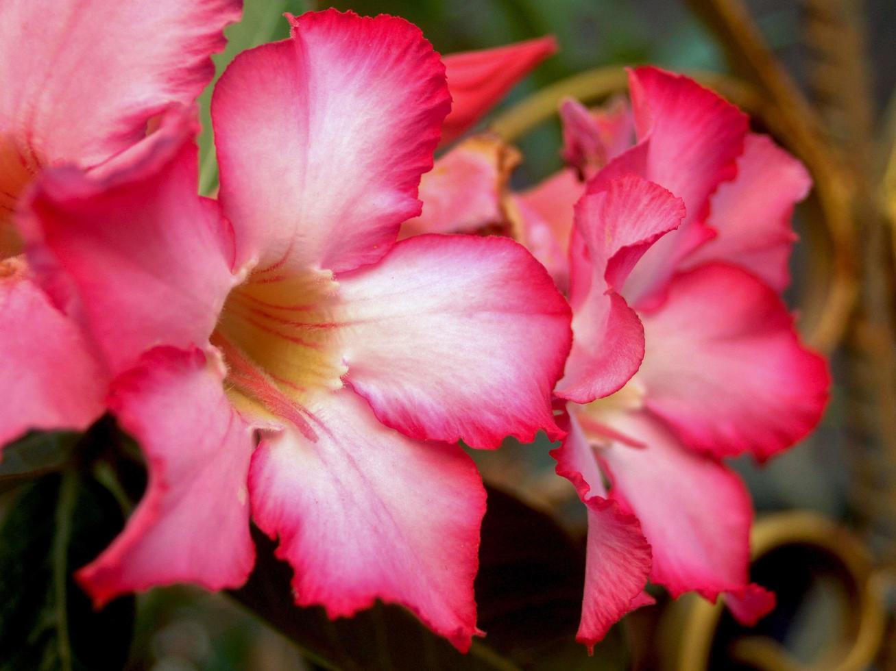 flores de azaléia rosa foto