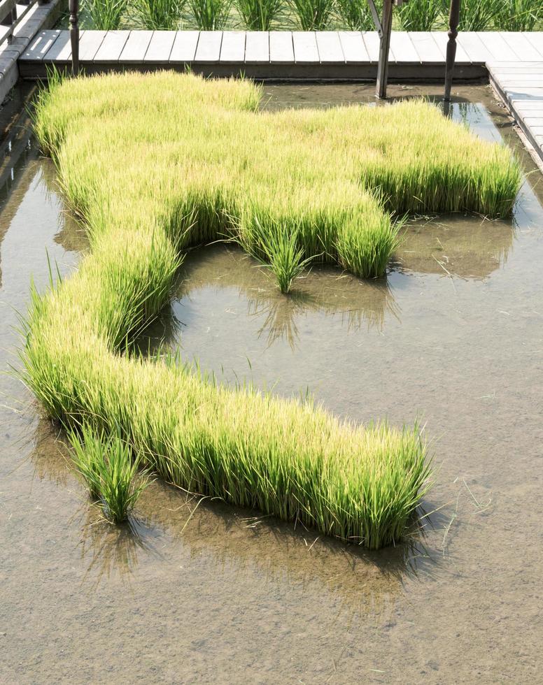 arroz brotos plantio em Tailândia mapa foto