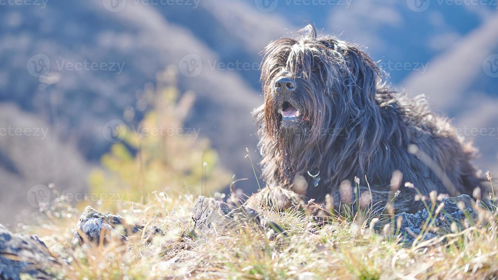 cão pastor bergamasco deitado foto