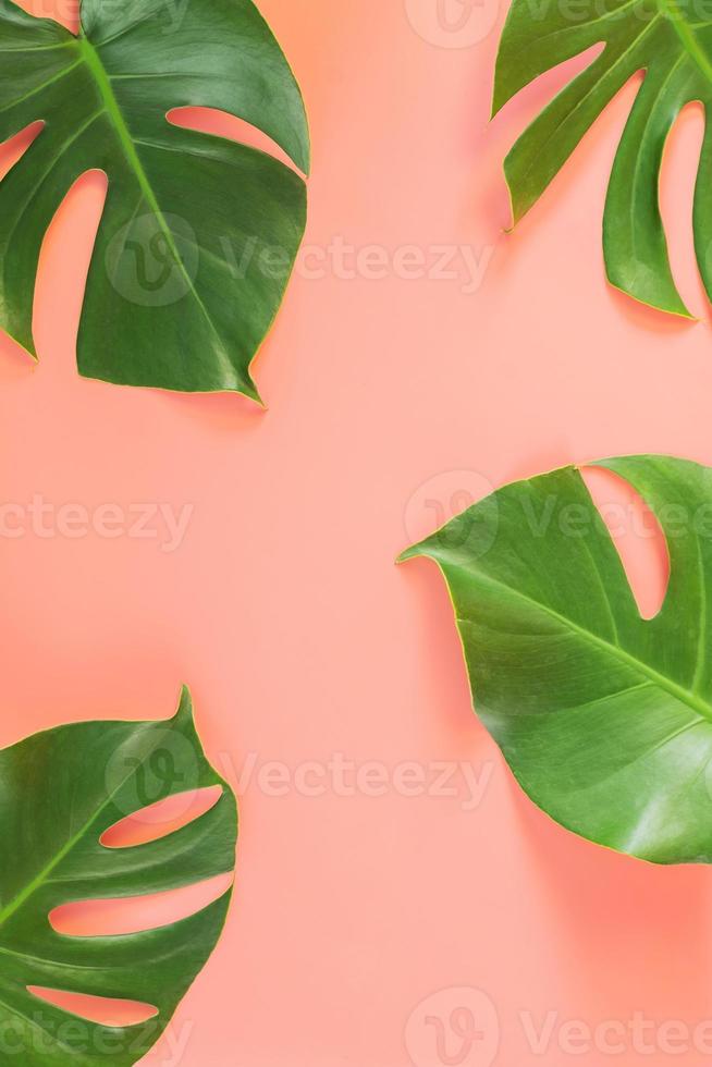 folhas de monstera em fundo rosa foto