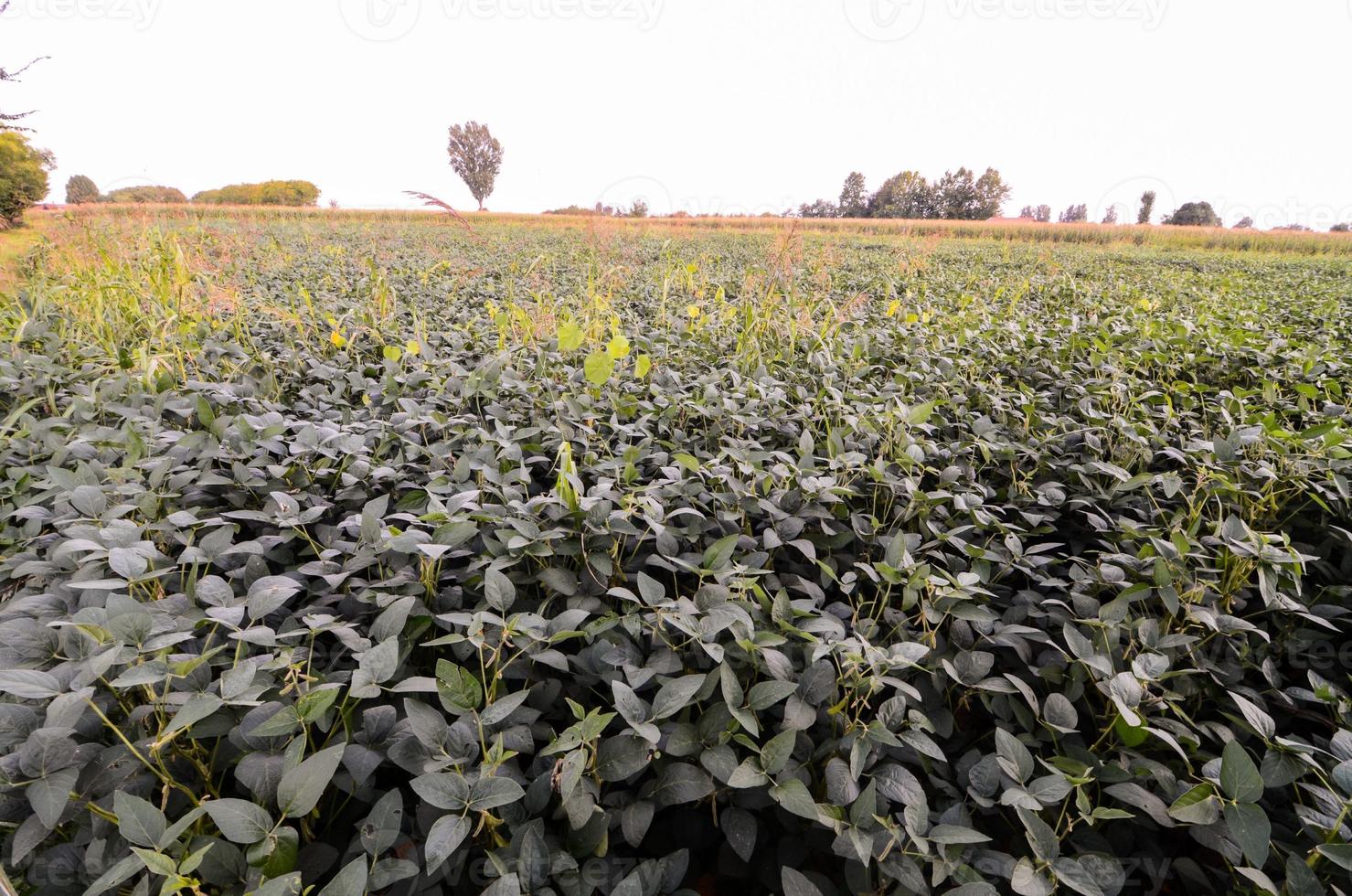 campo do cultivo foto