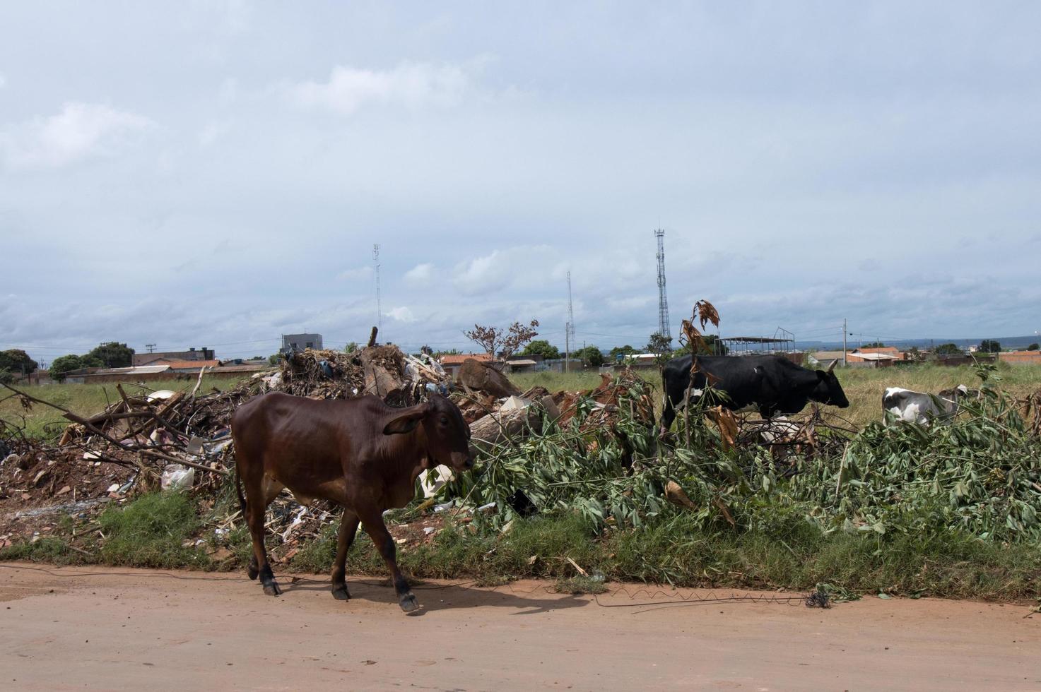 planaltina, Goiás, Brasil marcha 18 2023 vacas caminhando de Lixo e lixo despejado em a lado do a rua dentro a barrolandia Vizinhança do planaltina foto