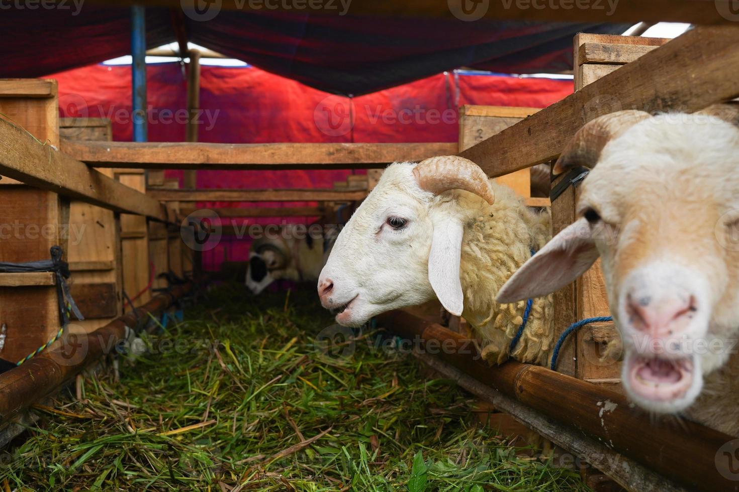 bode ou Cordeiro kambing qurban dentro animal mercados para preparar sacrifícios em eid al adha, idul adha, idul qurban. foto