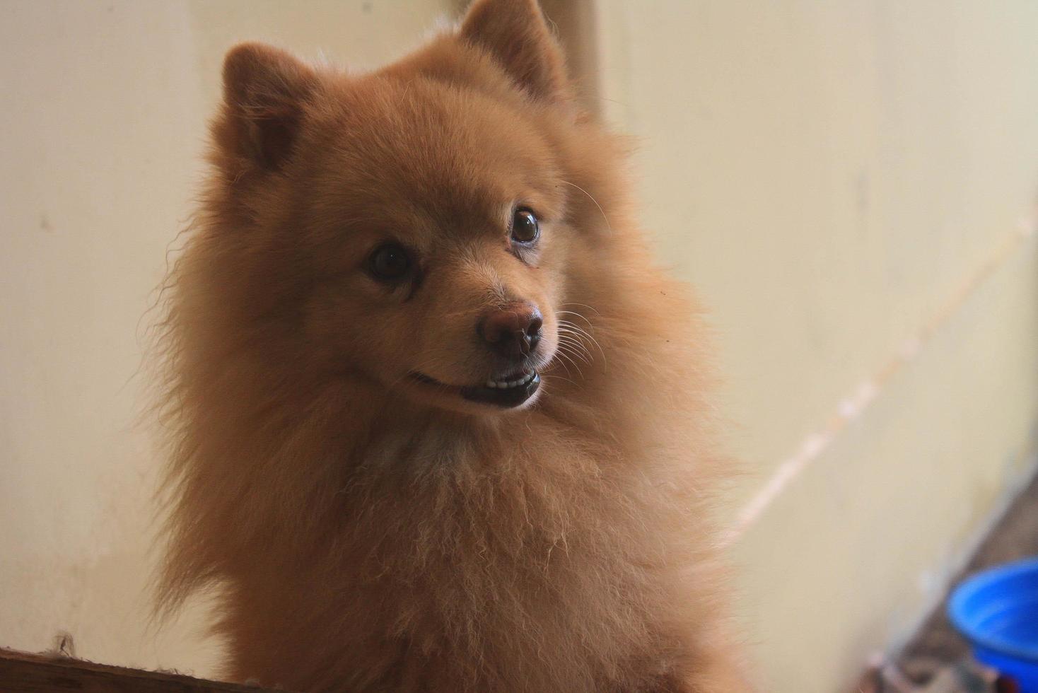 pomeriano cachorro expressão com desfocado, compressão artefatos, conter contém ruído e posterização foto