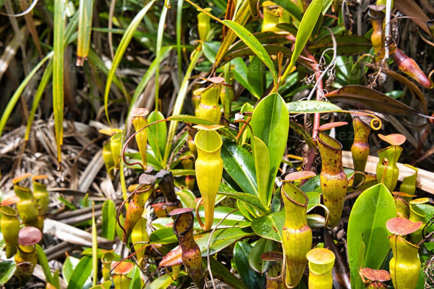 copolia trilha jarro plantas, endêmico para a Seychelles, mahe seychelles foto