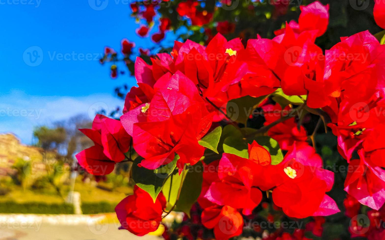 buganvílias Rosa vermelho flores flores dentro porto escondido México. foto