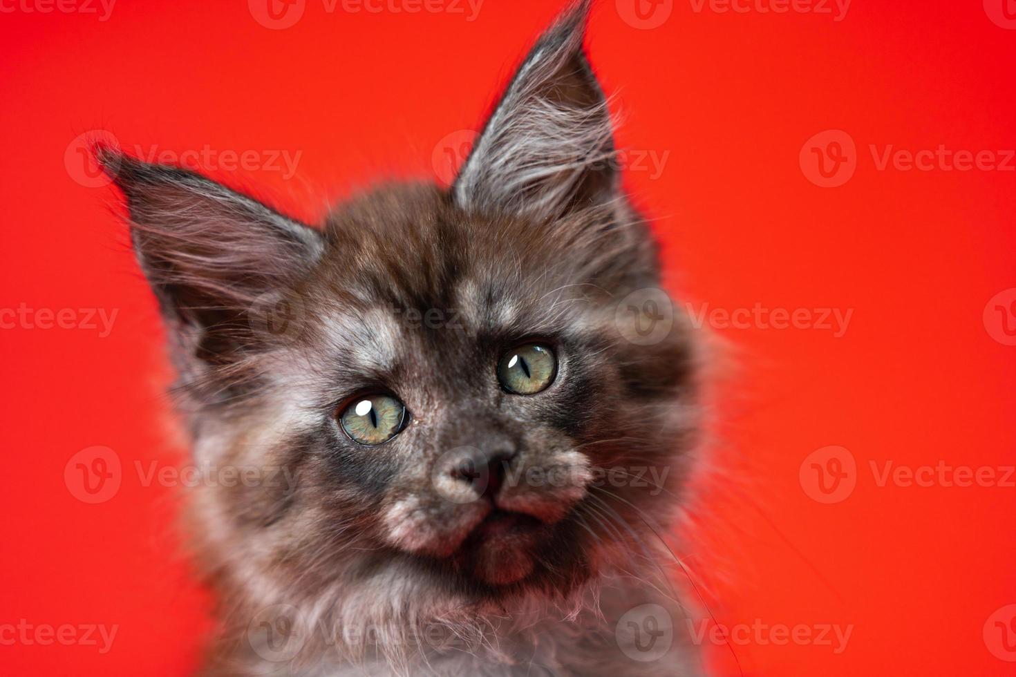 cabeça do adorável bebê coon gato com peludo pele do cor Preto fumaça. retrato em vermelho fundo foto