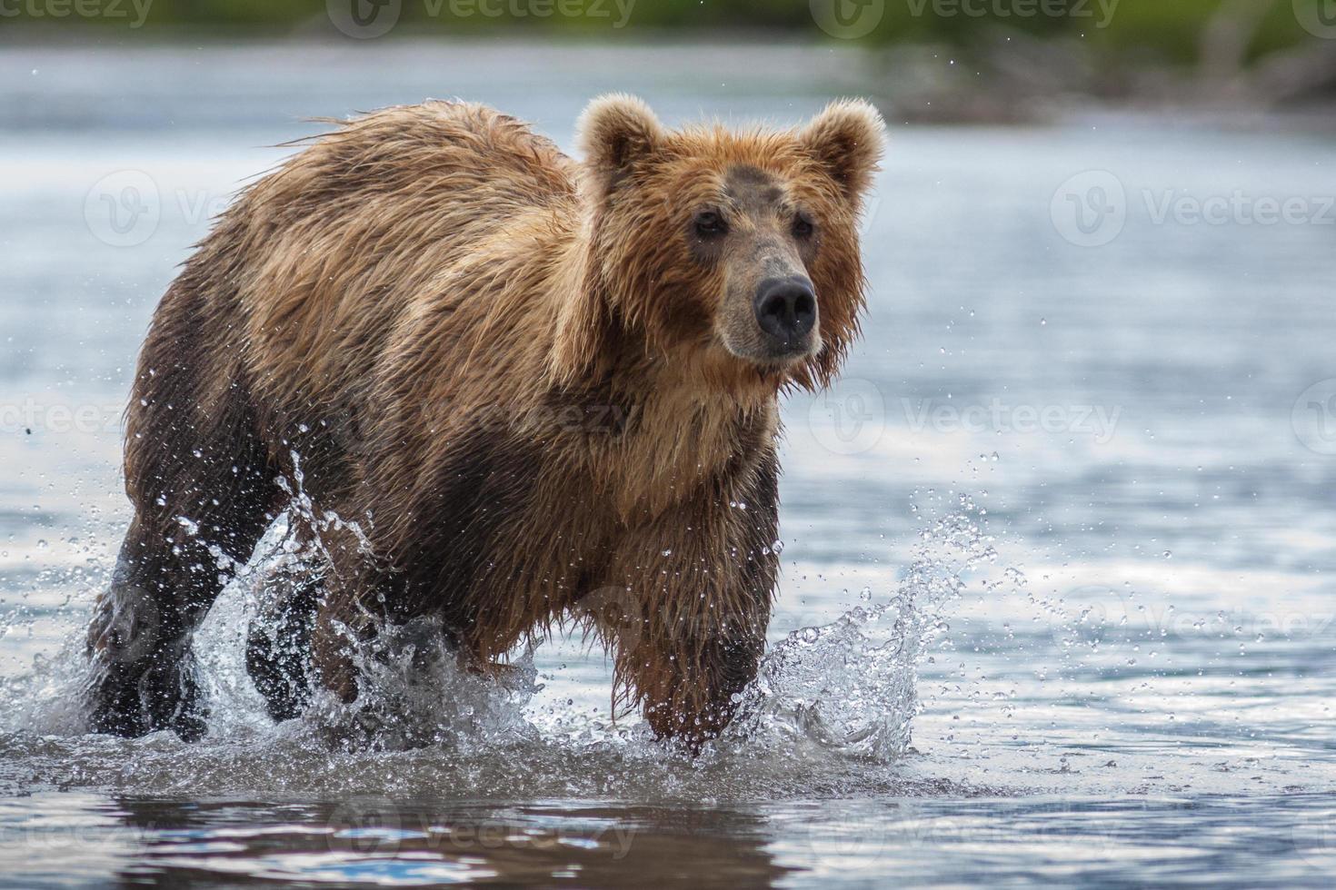 urso marrom kamchatka foto