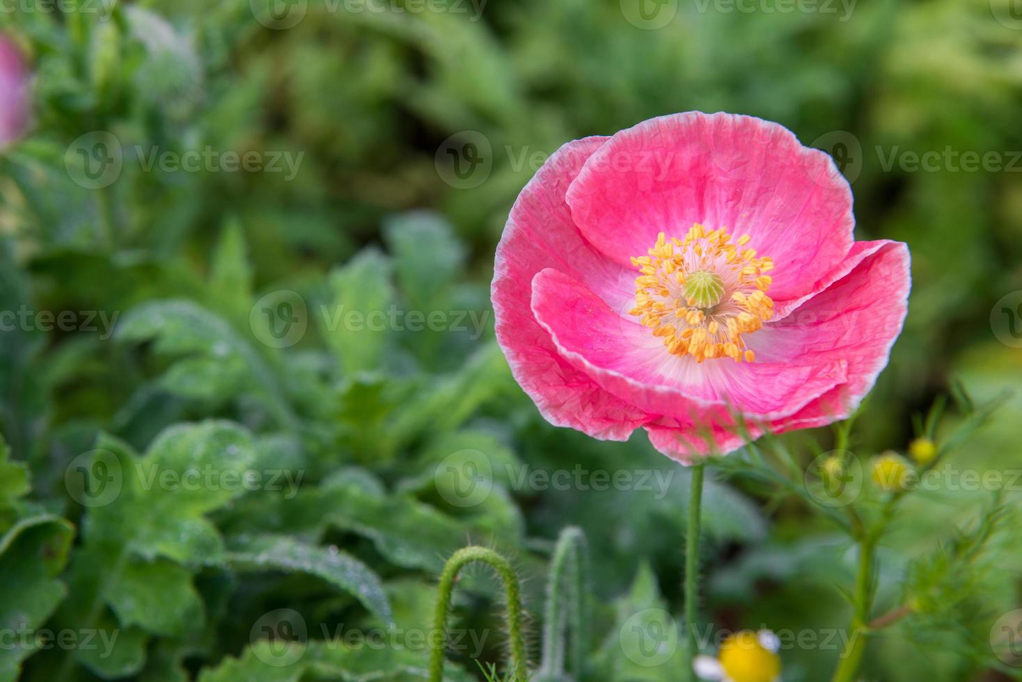 lindo Rosa papoula flor foto