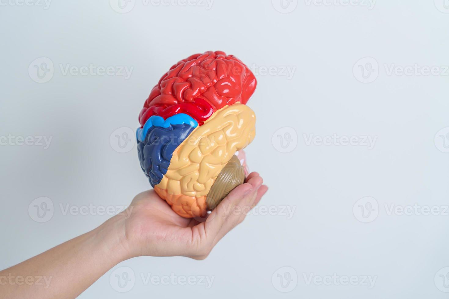 mulher segurando humano cérebro modelo. mundo cérebro tumor dia, cérebro AVC, demência, Alzheimer, Parkinson e mundo mental saúde conceito foto